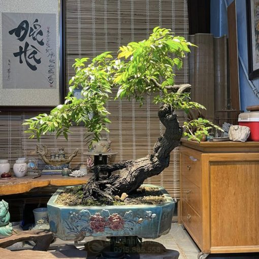 Muội hồng thuần chậu đặt bàn trà