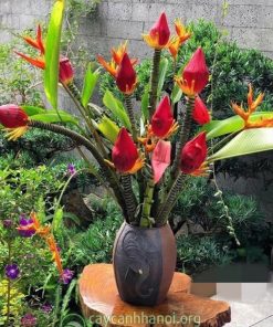 Những vị trí đặt bình hoa chuối đỏ phù hợp