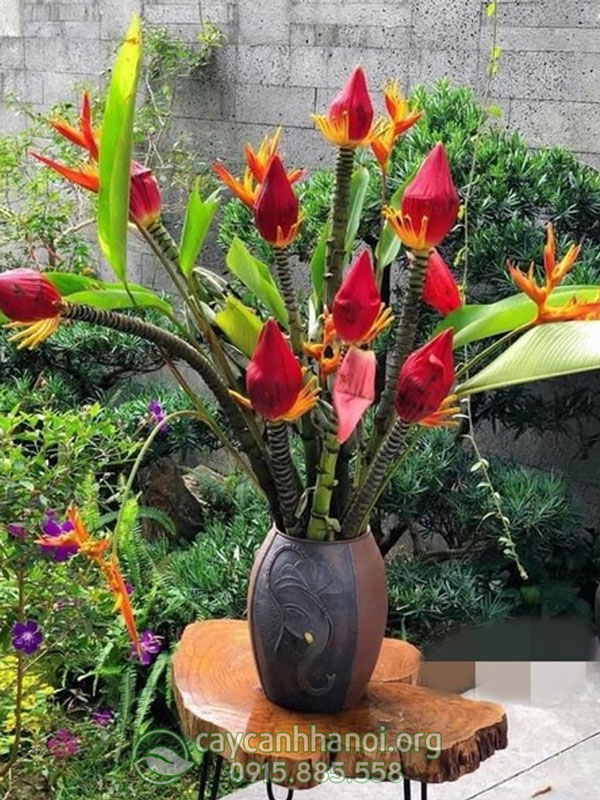 Những vị trí đặt bình hoa chuối đỏ phù hợp