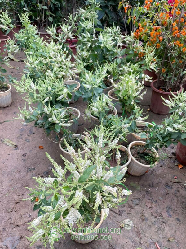 Nhược điểm của cây bạch trầm hương