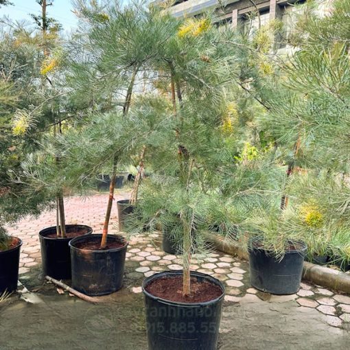 Nơi bán cây bách chanh vàng đẹp giá rẻ tại Hà Nội