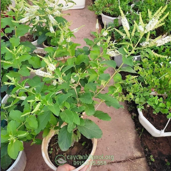 Nơi bán cây bạch trầm hương tại Hà Nôi