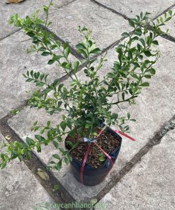 Nơi bán cây giống chanh ngón tay uy tín