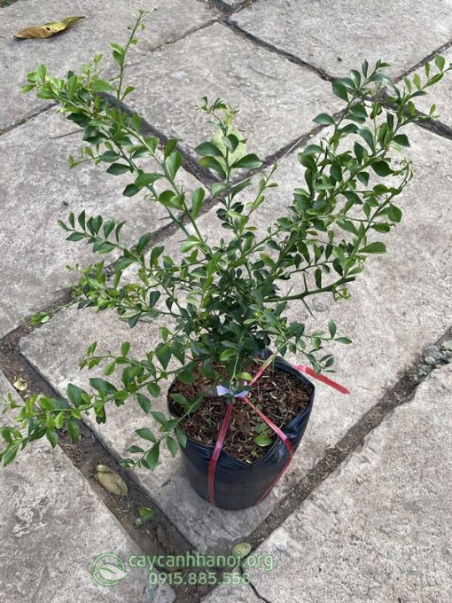 Nơi bán cây giống chanh ngón tay uy tín