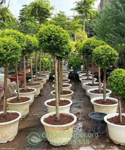 Nơi bán cây vàng bạc ánh dương đẹp giá tốt tại Hà Nội