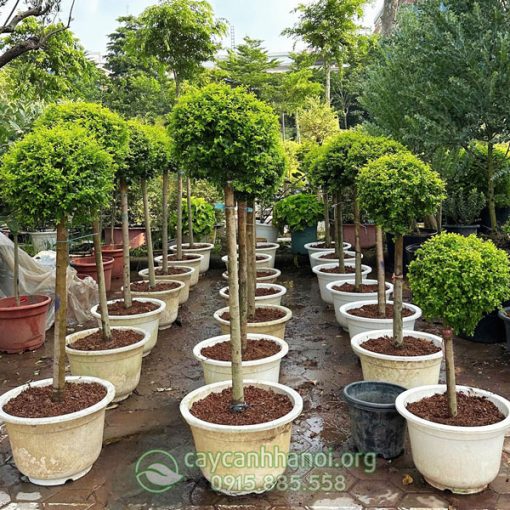 Nơi bán cây vàng bạc ánh dương đẹp giá tốt tại Hà Nội