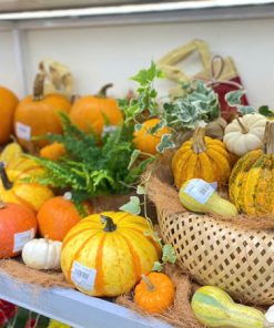 quả bí đỏ thật trang trí Halloween