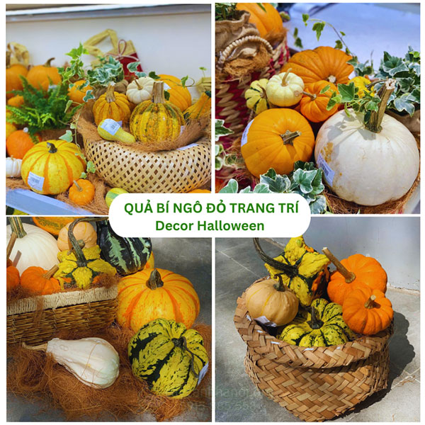 quả bí ngô trang trí Halloween