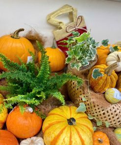 Shop ban quả bí decor Halloween