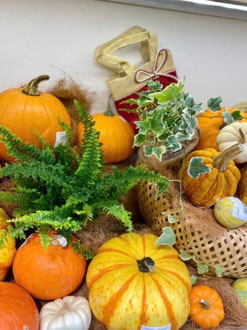 Shop ban quả bí decor Halloween