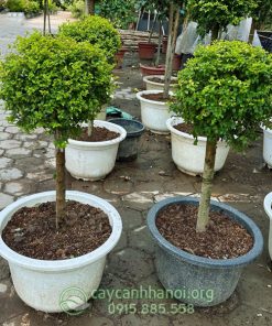 Cây thủy lạp ánh dương mang đến nhiều may mắn và tài lộc