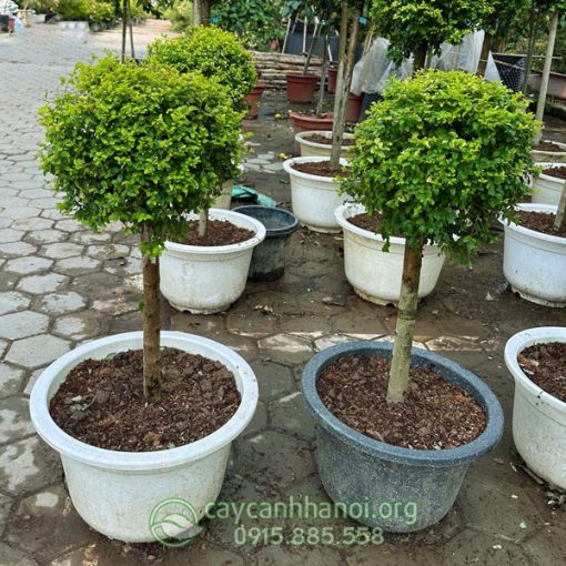 Cây thủy lạp ánh dương mang đến nhiều may mắn và tài lộc