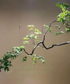 Cách trồng cây muội hồng đúng kỹ thuật