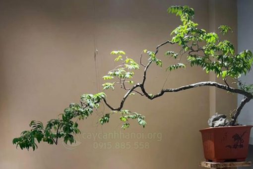 Cách trồng cây muội hồng đúng kỹ thuật
