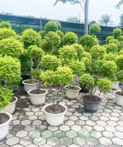 Vườn bán cây vàng bạc ánh dương