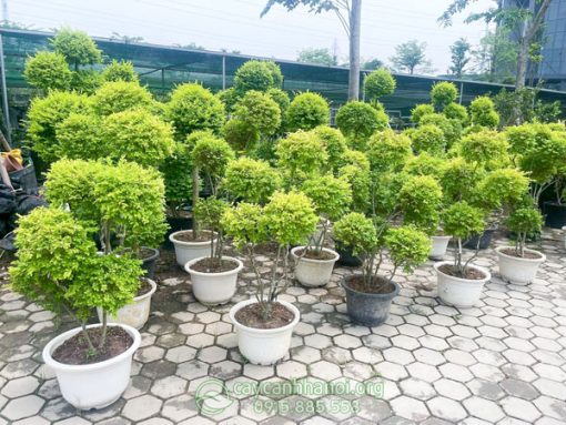 Vườn bán cây vàng bạc ánh dương