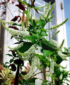 Ý nghĩa phong thủy cây bạch trầm hương