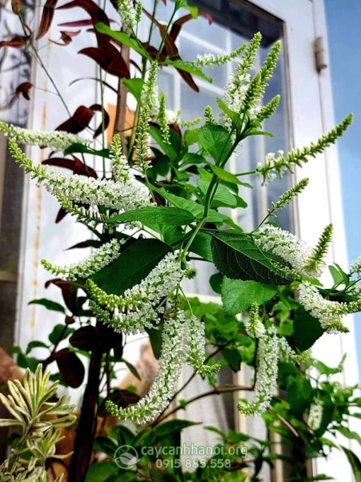 Ý nghĩa phong thủy cây bạch trầm hương