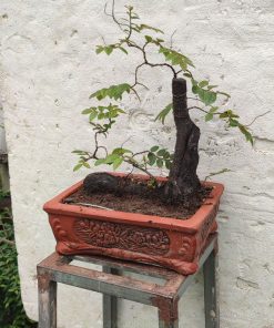 Ý nghĩa phong thủy cây cảnh muội hồng
