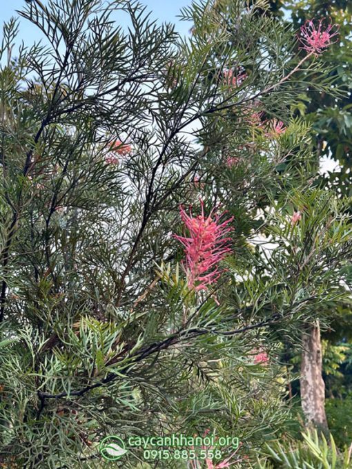 Ý nghĩa phong thủy cây cánh phượng Grevillea Superb