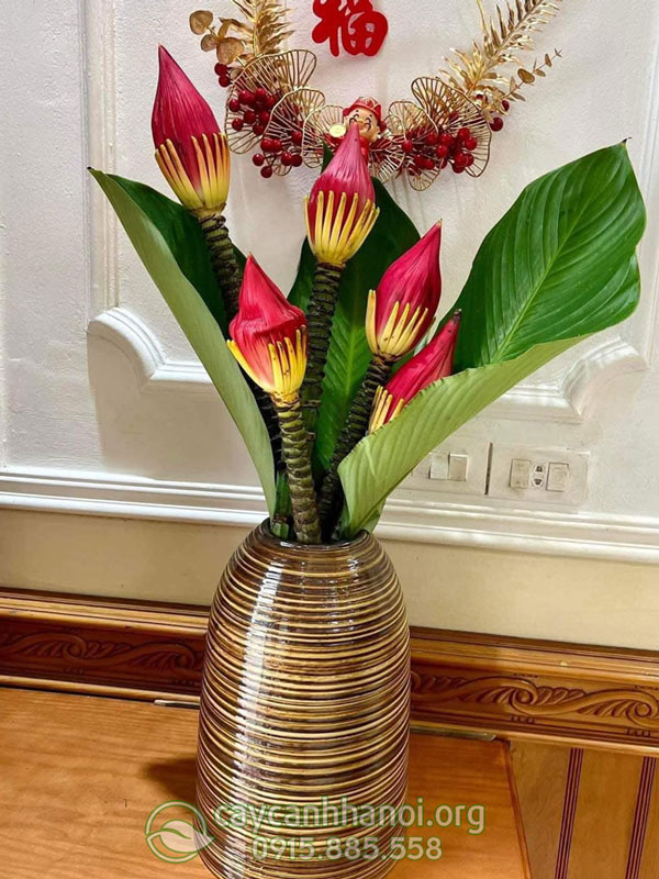 Ý nghĩa phong thủy hoa chuối rừng đỏ