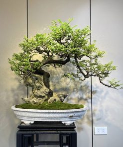Trồng cây tùng đen mang đến phong thủy tốt