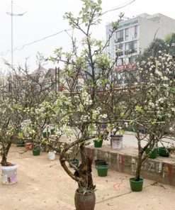 Bán cành lê rừng nở hoa sớm trưng Tết