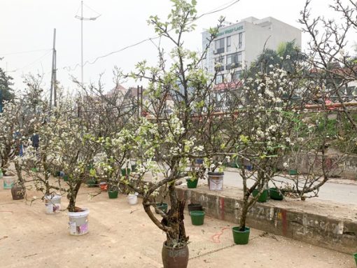 Bán cành lê rừng nở hoa sớm trưng Tết
