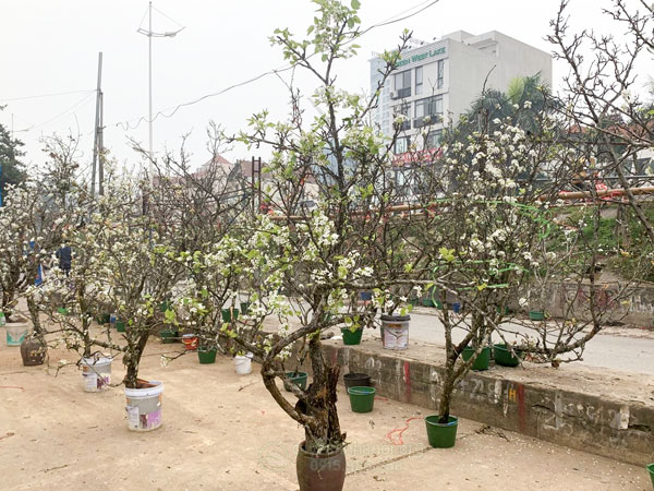 Bán cành lê rừng nở hoa sớm trưng Tết