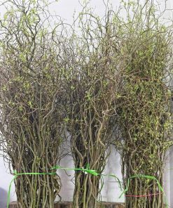 Bán cành Salix decor đẹp tại Hà Nội