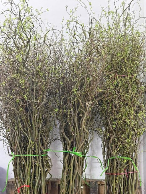 Bán cành Salix decor đẹp tại Hà Nội
