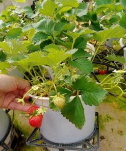 bán cây dâu tây chịu nhiệt