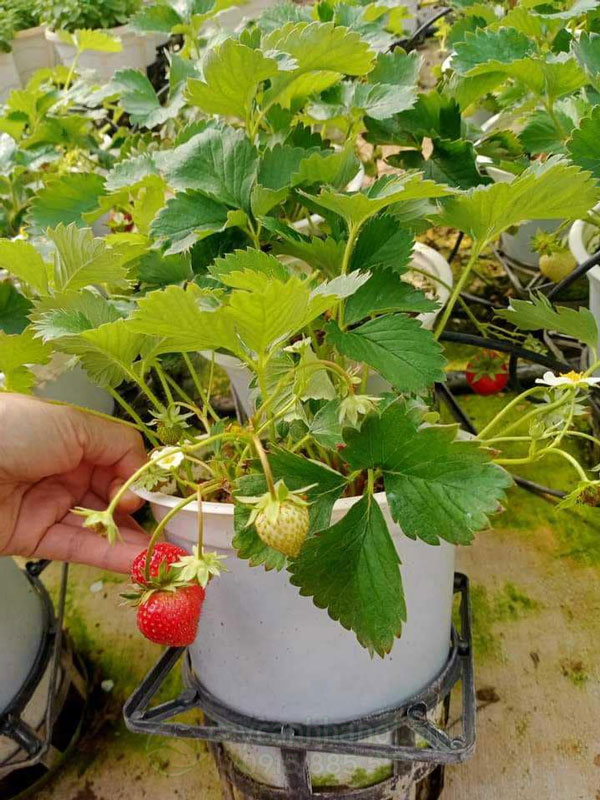 bán cây dâu tây chịu nhiệt