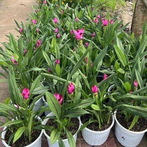 giá bán cây hoa nghệ lá từ cô đẹp chất lượng
