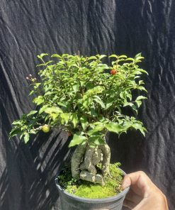 Bán cây hồng ngọc mai mini giá rẻ