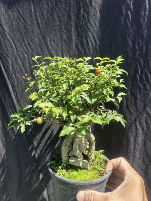 Bán cây hồng ngọc mai mini giá rẻ