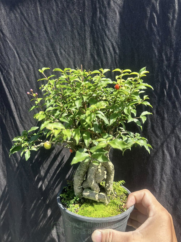 Bán cây hồng ngọc mai mini giá rẻ