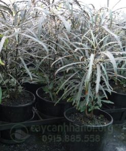 Bán cây lá kim khổng tước mini đẹp