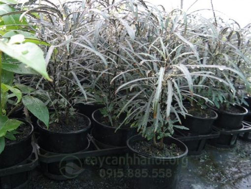 Bán cây lá kim khổng tước mini đẹp