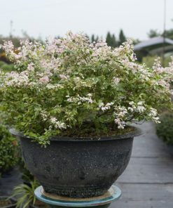 Bán cây tam tài bonsai đẹp