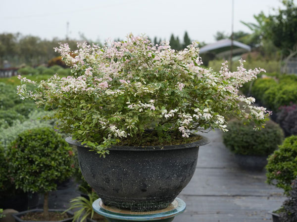 Bán cây tam tài bonsai đẹp
