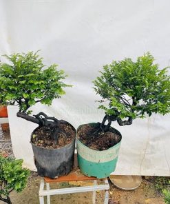 Cây Cảnh Hà Nội ban cây tùng đen đẹp giá rẻ tại Hà Nội