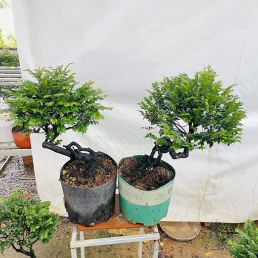 Cây Cảnh Hà Nội ban cây tùng đen đẹp giá rẻ tại Hà Nội
