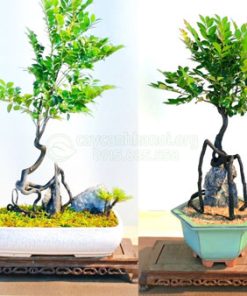 Bán cây tùng đen nhiều mẫu mã đẹp