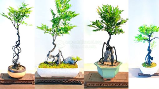 Bán cây tùng đen nhiều mẫu mã đẹp