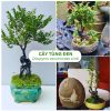 Bán cây tùng đen phong thủy