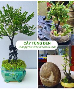 Bán cây tùng đen phong thủy