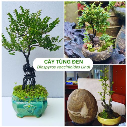 Bán cây tùng đen phong thủy