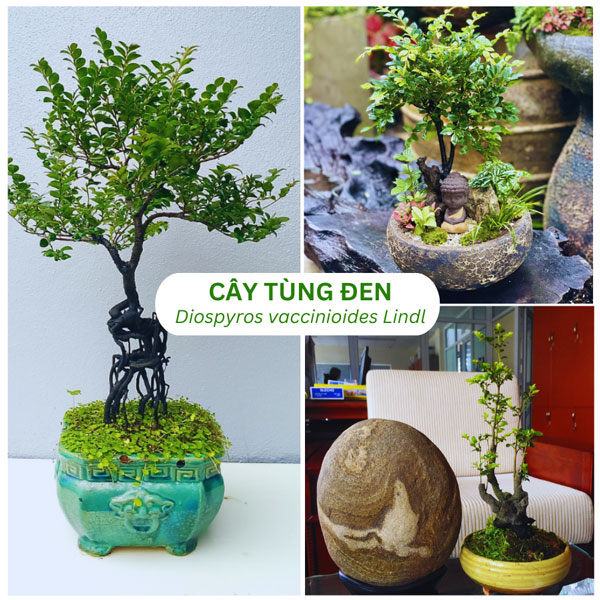 Bán cây tùng đen phong thủy