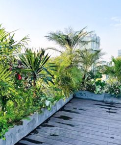 Báo giá dịch vụ cây xanh